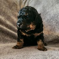 rockyderking01