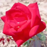 original sound - i.phan745