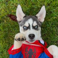 cryptothehusky