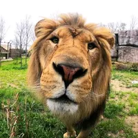 original sound - ericanimals1