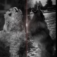 small_dogs_rule