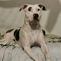 original sound - dog69lyon