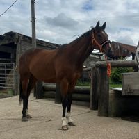 darcie.598