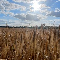 dźwięk oryginalny