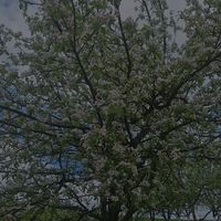 plav_sofia
