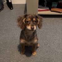 bonnie_the_cockeranian