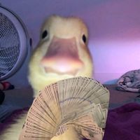 duck_1_2_2