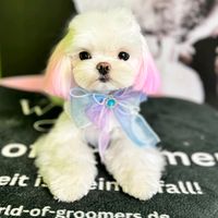 puppy.maria16