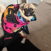 benji_frugle