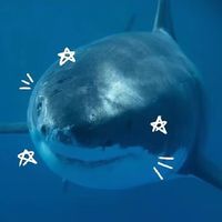 lele_shark7