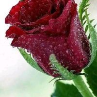 anisoara.anton7