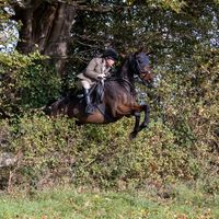 willowledbrook