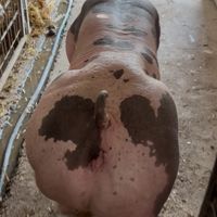 porci.pietrain.ne
