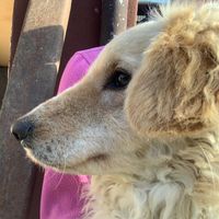 videki_animals56