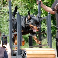 black_and_brown_labs