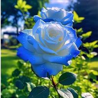 goldenrose9545