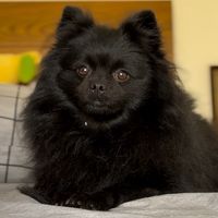 kiwimoroccanspitz