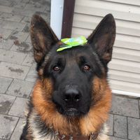 super_nike_dog