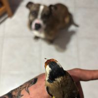 aviario.montero