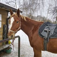 eqestrian.ali