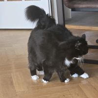 hairbringers