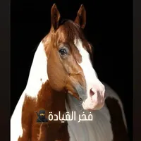 original sound - yassineabdelmoula7