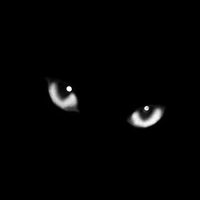 05_cat