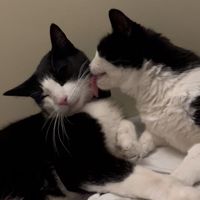 catbosse3