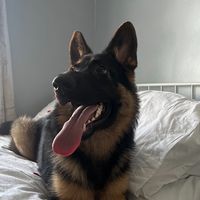 gsdbruno..k9