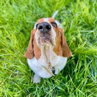 urpils_le.basset.hound