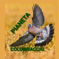 pianeta.colombaccio