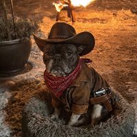merlinthefrenchieat