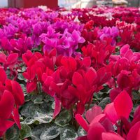 danfloraru1