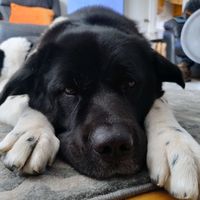 rocky_thenewfkita