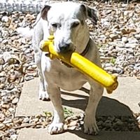 unravelling.the.british