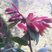 _sagalita25_2