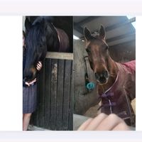 equestrian695