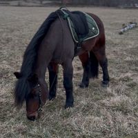 eq.ponny1
