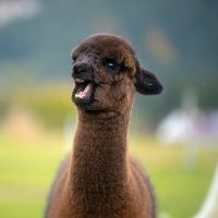 alpaca_mba