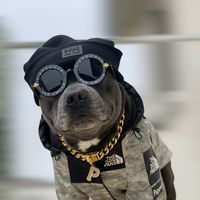 poluxstaffie