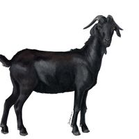 ivanescuelenarebeca