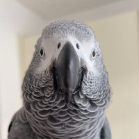 cruztheafricangrey