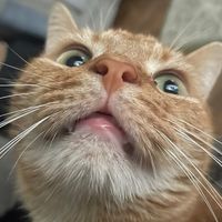 thegingersputnik