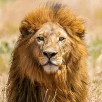 original sound - noppy782