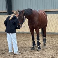 aya.dressage