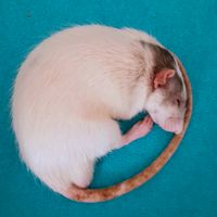 catmouseax