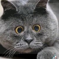 diesel.king.joker2002