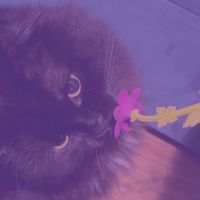 hi_malinkaa_1