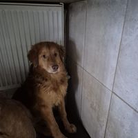 dogsofanatolia