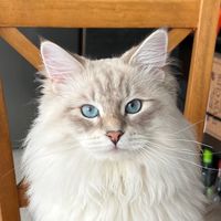 yodathesiberien